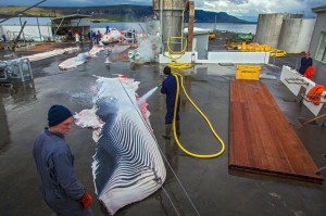 Station chasse à la baleine en Islande